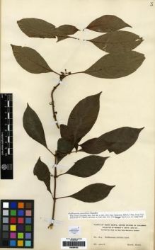 Type specimen at Edinburgh (E). Smith, Herbert: 1814. Barcode: E00285182.
