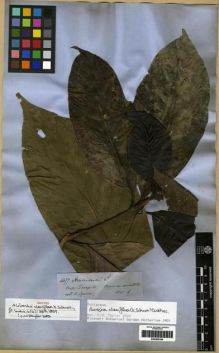 Type specimen at Edinburgh (E). Spruce, Richard: 4477. Barcode: E00285188.
