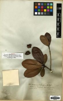 Type specimen at Edinburgh (E). Spruce, Richard: 3405. Barcode: E00285190.