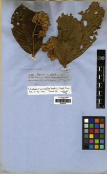 Type specimen at Edinburgh (E). Spruce, Richard: 4319. Barcode: E00285195.