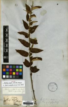 Type specimen at Edinburgh (E). Gardner, George: 3596. Barcode: E00285203.