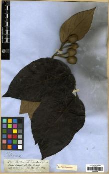 Type specimen at Edinburgh (E). Spruce, Richard: 2653. Barcode: E00285204.