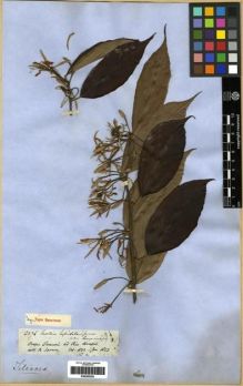Type specimen at Edinburgh (E). Spruce, Richard: 2576. Barcode: E00285205.