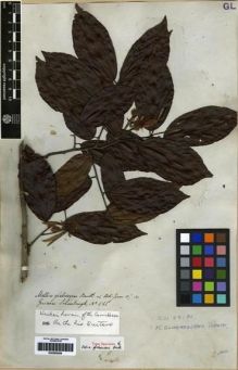 Type specimen at Edinburgh (E). Schomburgk, Robert: 266. Barcode: E00285206.