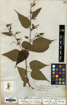 Type specimen at Edinburgh (E). Hartweg, Karl: 448. Barcode: E00285212.