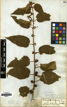 Type specimen at Edinburgh (E). Mathews, Andrew: 889. Barcode: E00285213.