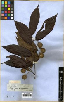 Type specimen at Edinburgh (E). Spruce, Richard: 2809. Barcode: E00285218.