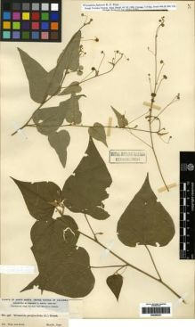 Type specimen at Edinburgh (E). Smith, Herbert: 496. Barcode: E00285231.