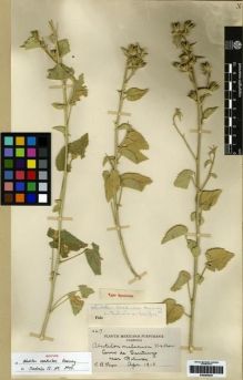 Type specimen at Edinburgh (E). Purpus, Carl: 4617. Barcode: E00285234.
