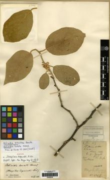 Type specimen at Edinburgh (E). Esquirol, Joseph: 2346. Barcode: E00285238.