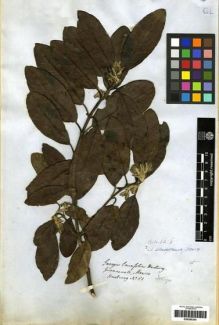 Type specimen at Edinburgh (E). Hartweg, Karl: 81. Barcode: E00285245.