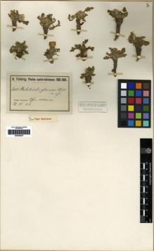 Type specimen at Edinburgh (E). Fiebrig, Karl: 3186. Barcode: E00285247.