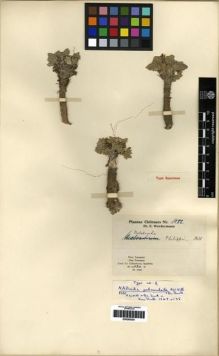 Type specimen at Edinburgh (E). Werdermann, Erich: 1082. Barcode: E00285254.