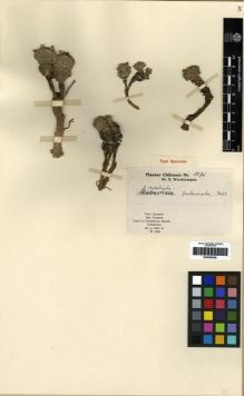 Type specimen at Edinburgh (E). Werdermann, Erich: 1071. Barcode: E00285256.