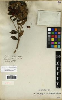 Type specimen at Edinburgh (E). Hartweg, Karl: 717. Barcode: E00285269.