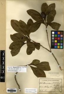 Type specimen at Edinburgh (E). Sintenis, Paul: 1326. Barcode: E00285271.