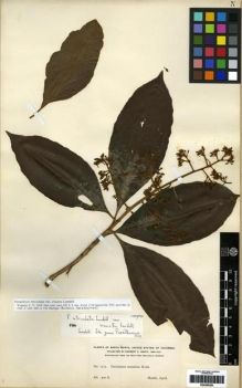 Type specimen at Edinburgh (E). Smith, Herbert: 1724. Barcode: E00285283.