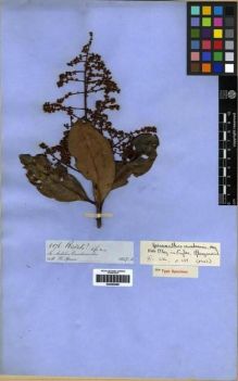 Type specimen at Edinburgh (E). Spruce, Richard: 5176. Barcode: E00285286.
