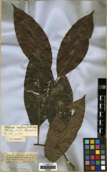 Type specimen at Edinburgh (E). Spruce, Richard: 2173. Barcode: E00285288.