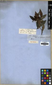 Type specimen at Edinburgh (E). Spruce, Richard: 4168. Barcode: E00285291.