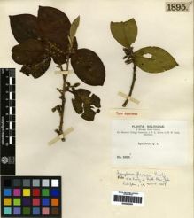 Type specimen at Edinburgh (E). Bang, Miguel: 1895. Barcode: E00285295.