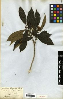 Type specimen at Edinburgh (E). Gardner, George: 343. Barcode: E00285299.