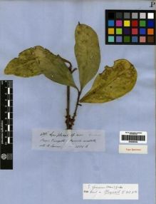 Type specimen at Edinburgh (E). Spruce, Richard: 4845. Barcode: E00285302.