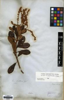 Type specimen at Edinburgh (E). Mathews, Andrew: 1476. Barcode: E00285309.