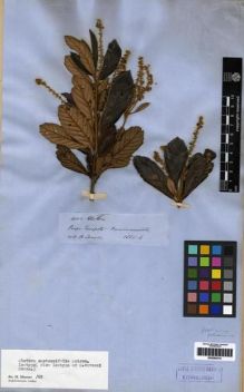 Type specimen at Edinburgh (E). Spruce, Richard: 4002. Barcode: E00285310.
