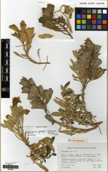 Type specimen at Edinburgh (E). Miller, Anthony : 6509. Barcode: E00285342.