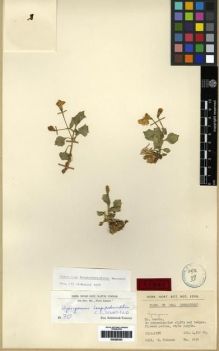 Type specimen at Edinburgh (E). Polunin, Oleg: 5151. Barcode: E00285353.