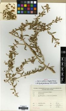Type specimen at Edinburgh (E). Baytop, Asuman: 30815. Barcode: E00285354.