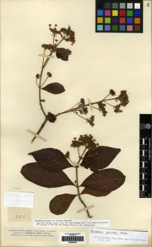 Type specimen at Edinburgh (E). Smith, Herbert: 320. Barcode: E00285356.