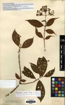 Type specimen at Edinburgh (E). Smith, Herbert: 1813. Barcode: E00285357.