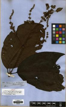 Type specimen at Edinburgh (E). Spruce, Richard: 3840. Barcode: E00285370.
