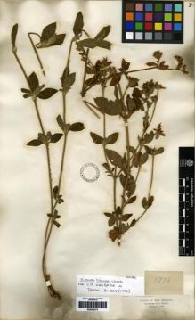 Type specimen at Edinburgh (E). Triana, Jose: 1776. Barcode: E00285373.