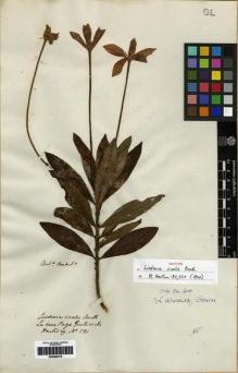 Type specimen at Edinburgh (E). Hartweg, Karl: 581. Barcode: E00285379.