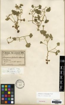 Type specimen at Edinburgh (E). Sintenis, Paul: 1000. Barcode: E00285386.