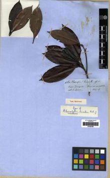 Type specimen at Edinburgh (E). Spruce, Richard: 4568. Barcode: E00285388.