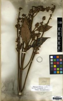 Type specimen at Edinburgh (E). Triana, Jose: 1801. Barcode: E00285389.