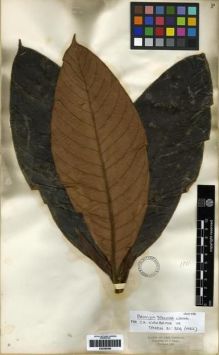 Type specimen at Edinburgh (E). Triana, Jose: 1801. Barcode: E00285390.