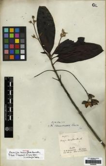 Type specimen at Edinburgh (E). Schomburgk, Robert: 952. Barcode: E00285392.