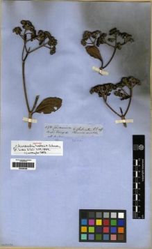 Type specimen at Edinburgh (E). Spruce, Richard: 4930. Barcode: E00285399.