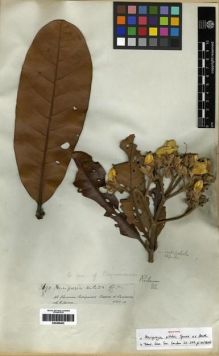Type specimen at Edinburgh (E). Spruce, Richard: 3690. Barcode: E00285403.