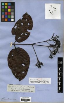 Type specimen at Edinburgh (E). Spruce, Richard: 2679. Barcode: E00285405.