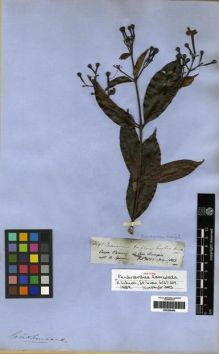 Type specimen at Edinburgh (E). Spruce, Richard: 2565. Barcode: E00285406.