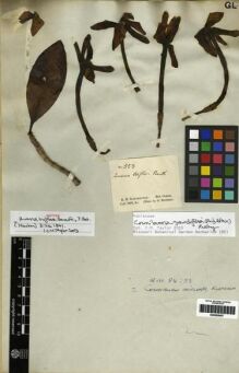 Type specimen at Edinburgh (E). Schomburgk, Robert: 553. Barcode: E00285407.