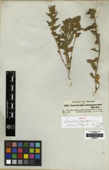 Type specimen at Edinburgh (E). Kotschy, Carl (Karl): 235. Barcode: E00285417.