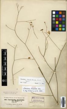 Type specimen at Edinburgh (E). Kotschy, Carl (Karl): 421. Barcode: E00285419.