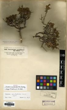 Type specimen at Edinburgh (E). Kotschy, Carl (Karl): 352. Barcode: E00285424.